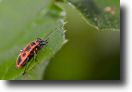 macro (8).jpg